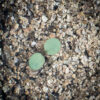 Long-headed anemone seedling, Anemone cylindrica.