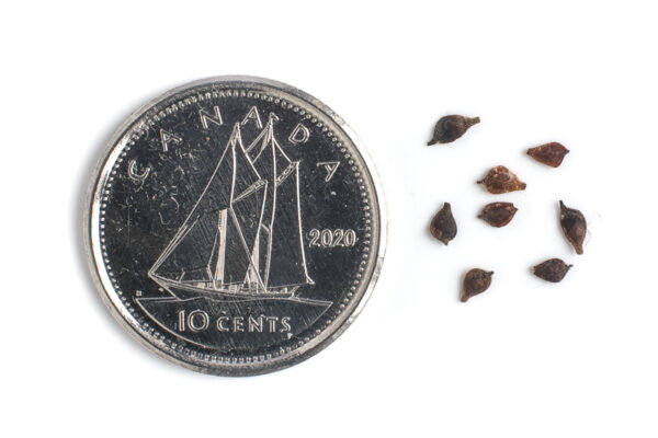 Long-headed anemone seeds on a white background with a dime for size comparison, Anemone cylindrica