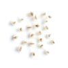 Long-headed anemone seeds on a white background, Anemone cylindrica