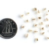 Long-headed anemone seeds on a white background with a dime for size comparison, Anemone cylindrica.