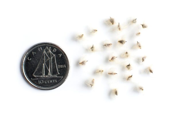 Long-headed anemone seeds on a white background with a dime for size comparison, Anemone cylindrica.