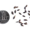 Tall meadow-rue seeds on a white background with a dime for size comparison, Thalictrum pubescens.