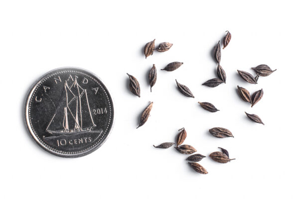 Tall meadow-rue seeds on a white background with a dime for size comparison, Thalictrum pubescens.