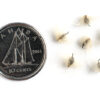 Tall anemone seeds on a white background with a dime for size comparison, Anemone virginiana