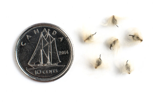 Tall anemone seeds on a white background with a dime for size comparison, Anemone virginiana