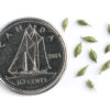 Drooping woodland sedge seeds on a white background with a dime for size comparison, Carex arctata.