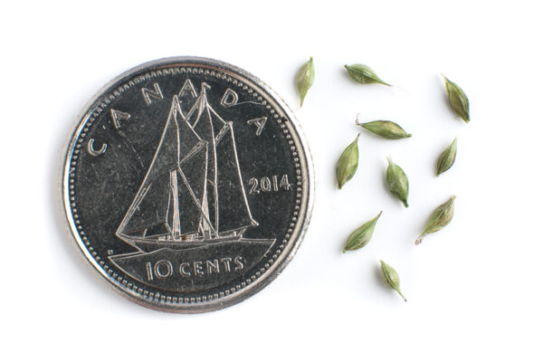 Drooping woodland sedge seeds on a white background with a dime for size comparison, Carex arctata.