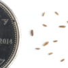 Fireweed seeds on a white background with a dime for size comparison, Chamaenerion angustifolium.