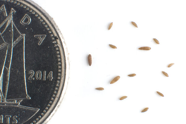 Fireweed seeds on a white background with a dime for size comparison, Chamaenerion angustifolium.