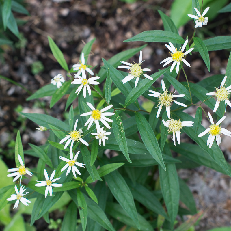 Doellingeria umbellata Flat-topped white aster - Swallowtail Native Plants