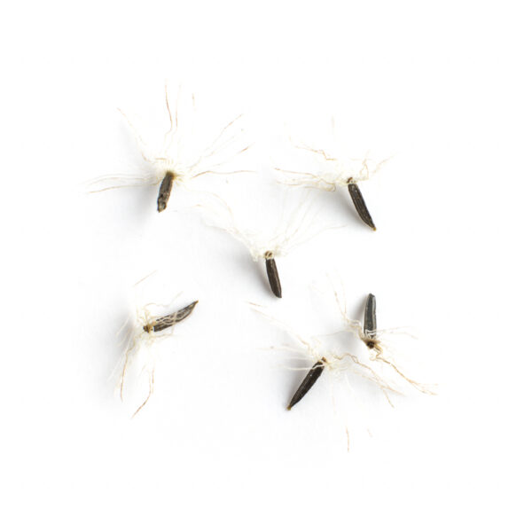 Common boneset seeds on a white background, Eupatorium perfoliatum.