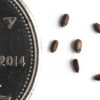 Wild bergamot seeds on a white background with a dime for size comparison, Monarda fistulosa.