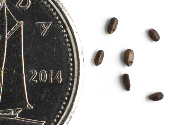 Wild bergamot seeds on a white background with a dime for size comparison, Monarda fistulosa.