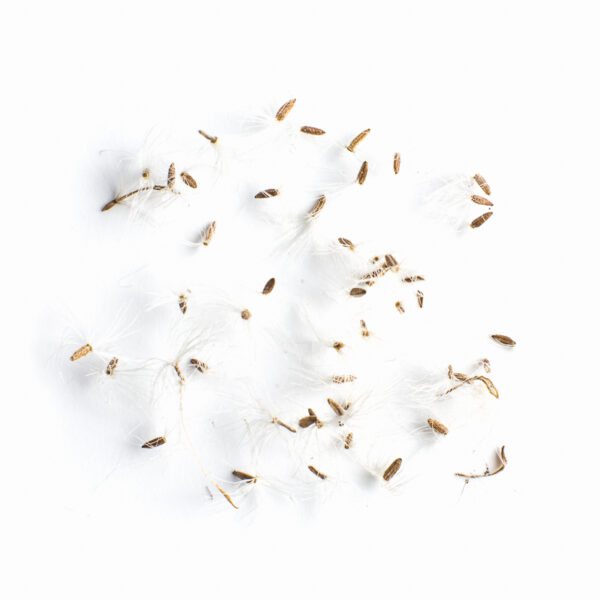 Grey-stemmed goldenrod seeds on a white background, Solidago nemoralis.