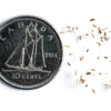 Grey-stemmed goldenrod seeds on a white background with a dime for size comparison, Solidago nemoralis.