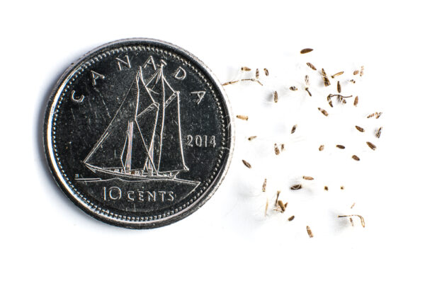 Grey-stemmed goldenrod seeds on a white background with a dime for size comparison, Solidago nemoralis.