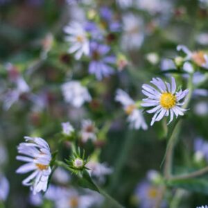 Purple-stemmed aster flowering, Symphyotrichum puniceum.