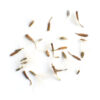 Arrow-leaved aster seeds on a white background, Symphyotrichum urophyllum.