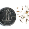 Arrow-leaved aster seeds on a white background with a dime for size comparison, Symphyotrichum urophyllum.