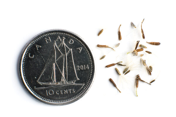 Arrow-leaved aster seeds on a white background with a dime for size comparison, Symphyotrichum urophyllum.