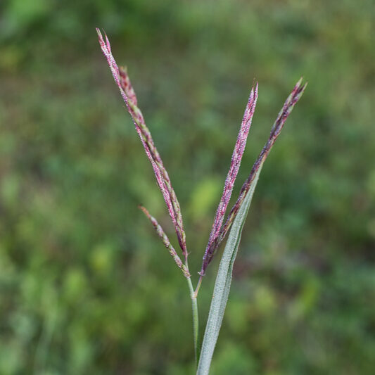 Big Bluestem grass, Andropogon gerardii