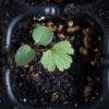 Tall anemone seedling, Anemone virginiana.