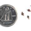 Tall anemone seeds on a white background with a dime for comparison, Anemone virginiana.