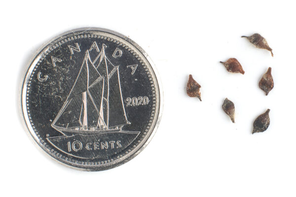 Tall anemone seeds on a white background with a dime for comparison, Anemone virginiana.