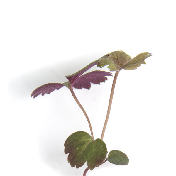 Tall anemone seedling, first leaves, on a white background. Anemone virginiana.