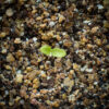 Tall anemone seedling growing in potting soil, Anemone virginiana