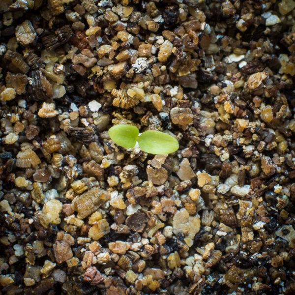 Tall anemone seedling growing in potting soil, Anemone virginiana