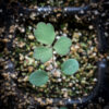 Red columbine seedling, Aquilegia canadensis.