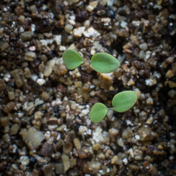 Red columbine seedlings growing in potting soil, Aquilegia canadensis