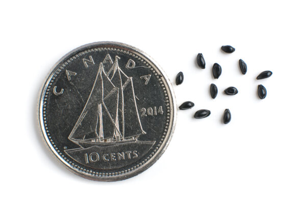 Red columbine seeds on a white background with a dime for size comparison, Aquilegia canadensis