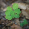 Wild columbine seedling, Aquilegia canadensis