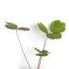 Wild columbine seedling on a white background. Aquilegia canadensis