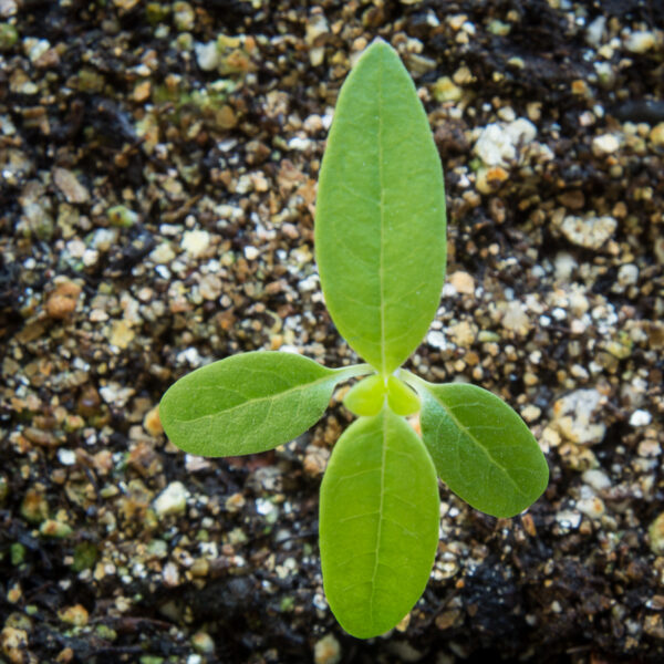 Swamp milkweed seedling growing in potting soil, Asclepias incarnata