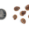 Swamp milkweed seeds on a white background with a dime for size comparison, Asclepias incarnata.