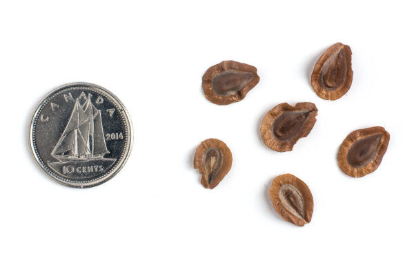 Swamp milkweed seeds on a white background with a dime for size comparison, Asclepias incarnata.