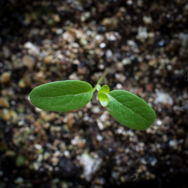 Common milkweed seedling growing in potting soil, Asclepias syriaca