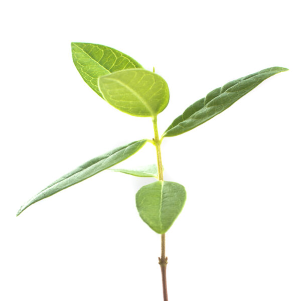 Common milkweed seedling on a white background, Asclepias syriaca.