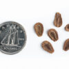 Common milkweed seeds on a white background with a dime for size comparison, Ascelpias syriaca.