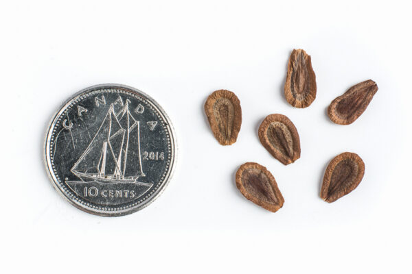 Common milkweed seeds on a white background with a dime for size comparison, Ascelpias syriaca.