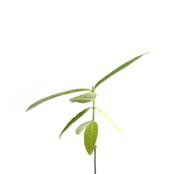 Common milkweed seedling on a white background, Asclepias syriaca