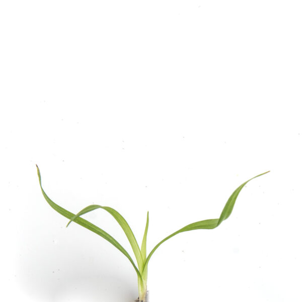 Drooping woodland sedge seedling on a white background. Carex arctata