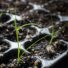 Fox sedge seedlings, Carex vulpinoidea.