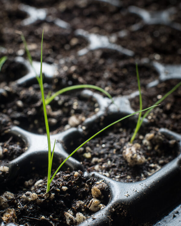 Fox sedge seedlings, Carex vulpinoidea.