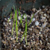 Fox sedge seedlings growing in potting soil, Carex vulpinoidea.