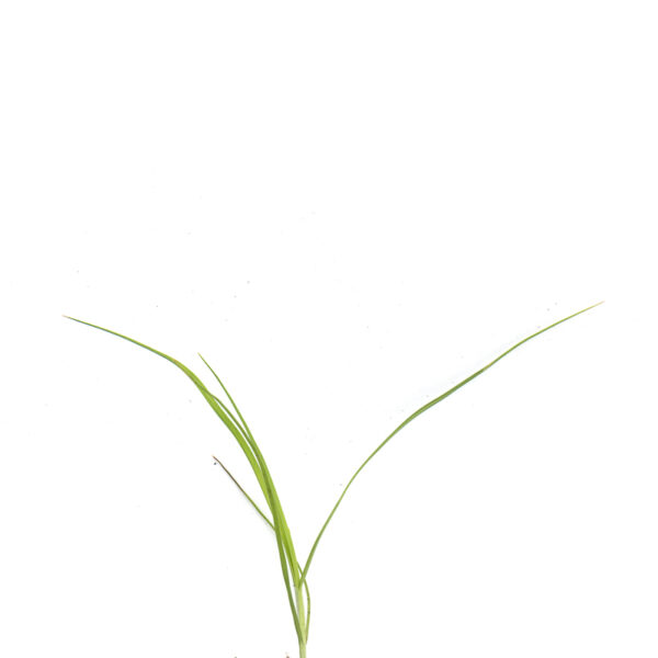 Fox sedge seedling on a white background, Carex vulpinoidea.