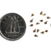 Fox sedge seeds on a white background with a dime for size comparison, Carex vulpinoidea.